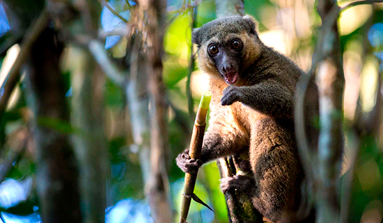 bamboo lemurs