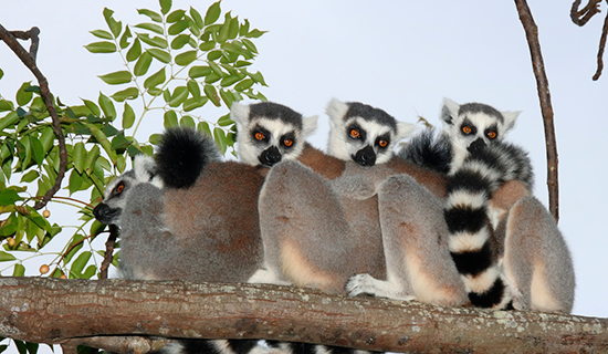 ring tail lemurs at anja park in ambalavao