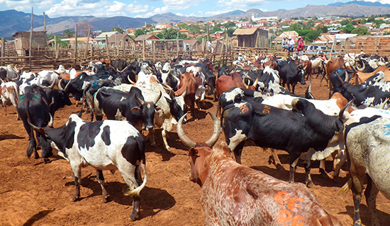 zebu market in ambalavao